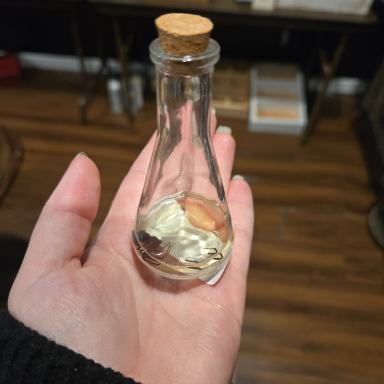 Wet Specimen Black Widow
