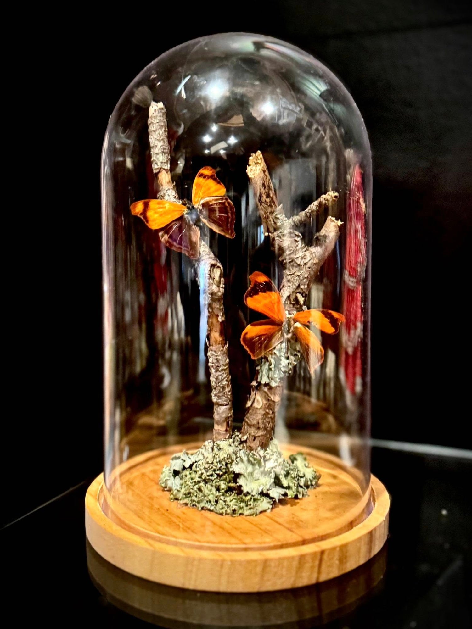 Tilted Tulips
