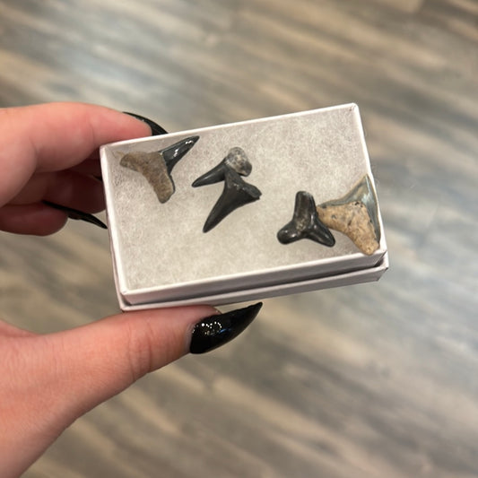 Shark Teeth Boxes