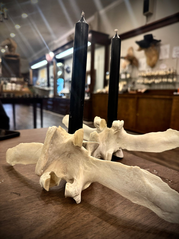 Cow Vertebrae Candle Sticks