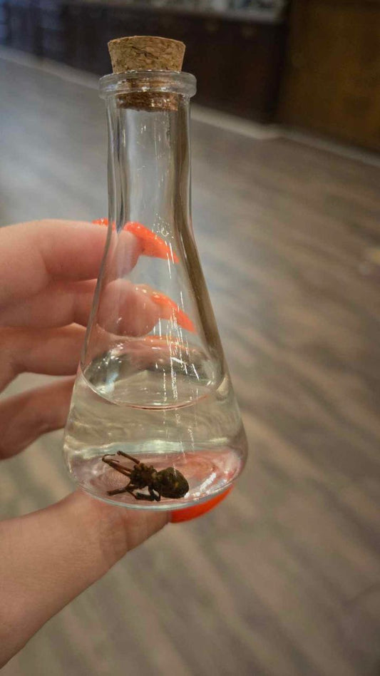 Black Widow Wet Specimen