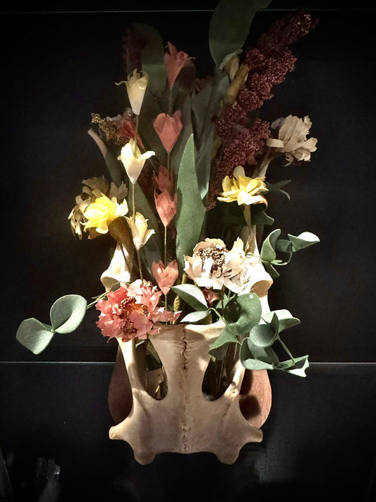 Pelvis Bone Floral Arrangement - by Tilted Tulips - Taxidermy Bone Art
