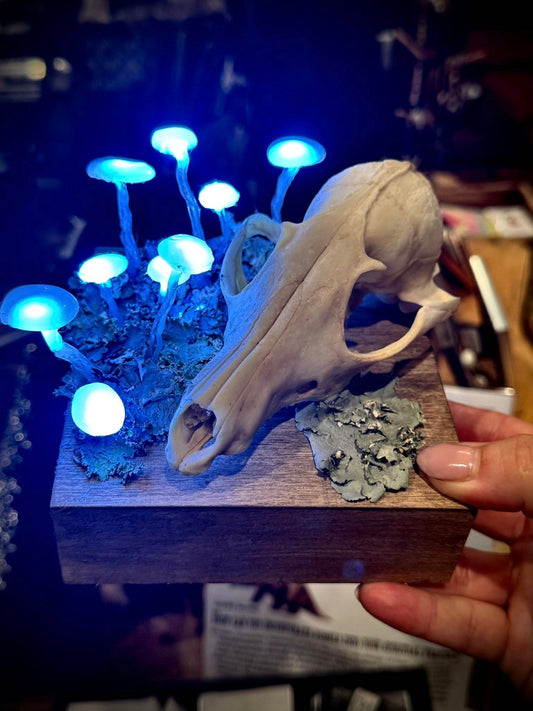 Skull & Shrooms - Lights Up! - By Tilted Tulips