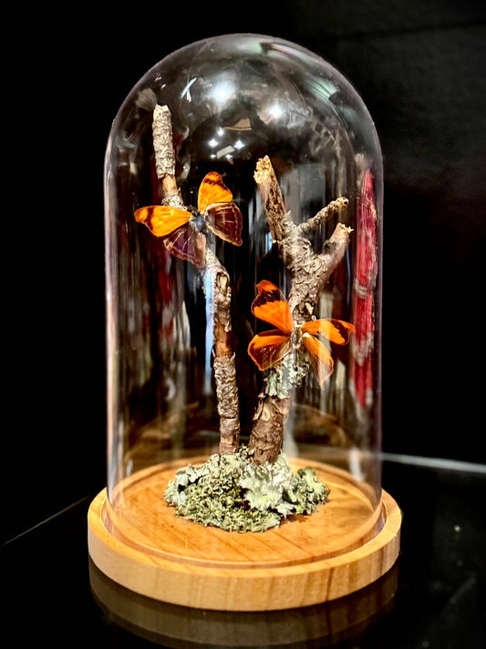Preserved Butterfly Art Cloche - Mystical Woodland Taxidermy by Tilted Tulips
