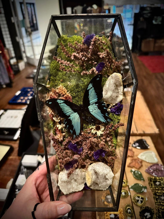 Glass Coffin - with Butterflies by Tilted Tulips - Taxidermy Insect Box