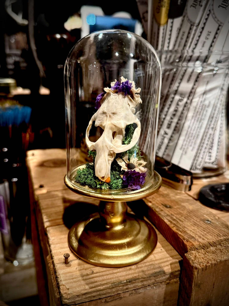 Muskrat Skull Art Cloche - Mystical Woodland Taxidermy by Tilted Tulips