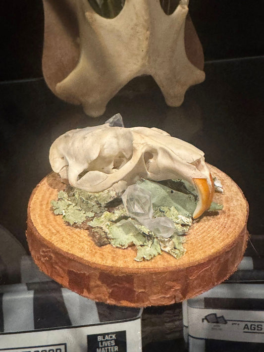 Muskrat Skull Art- Mystical Woodland Moss & Crystals  - by Tilted Tulips