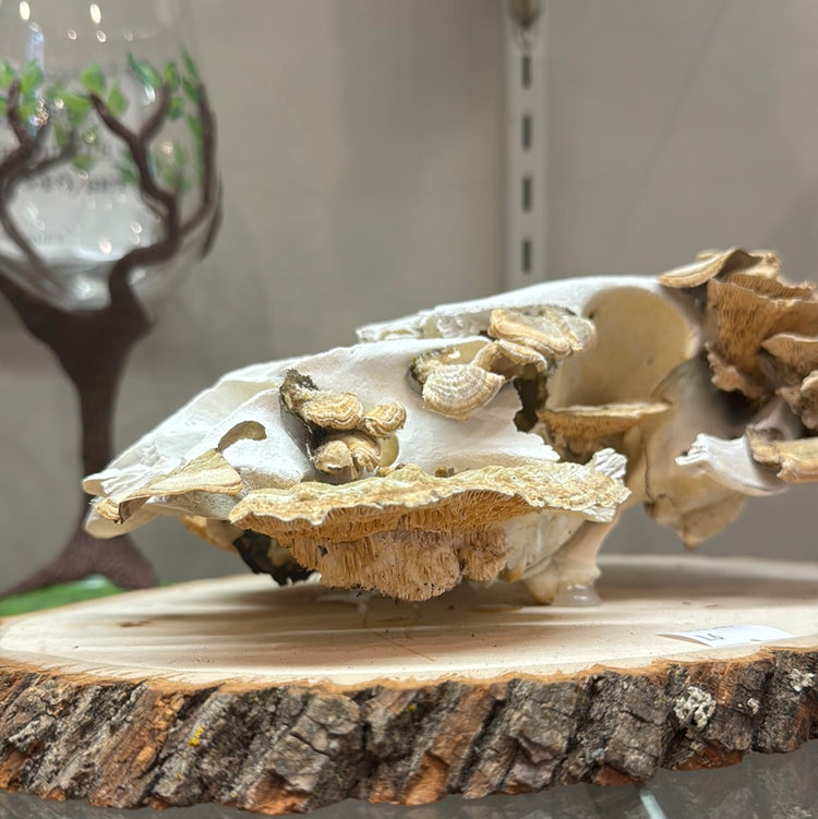 Mushroomy Pig Skull by Tilted Tulips