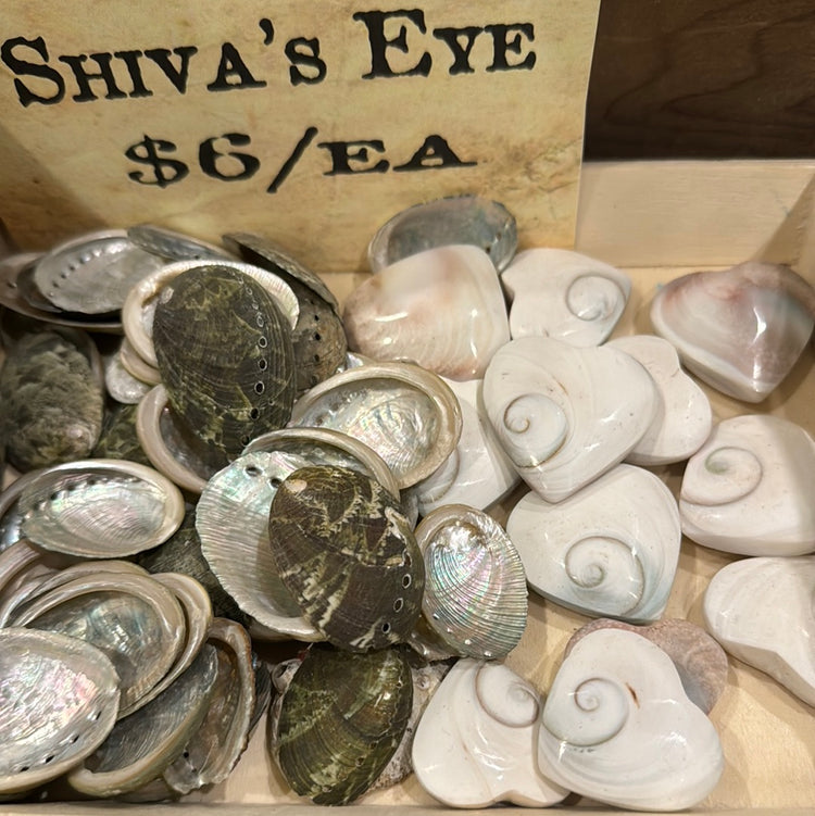 Mini Abalone or Shiva's Eye