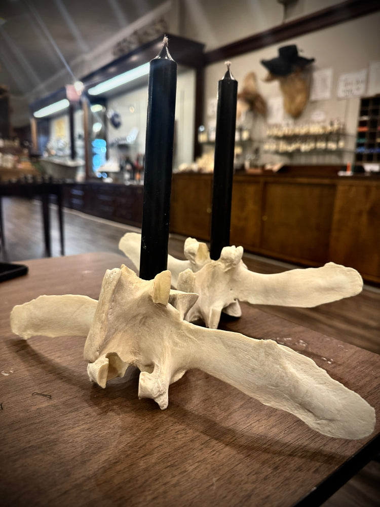 Cow Vertebrae Candle Sticks