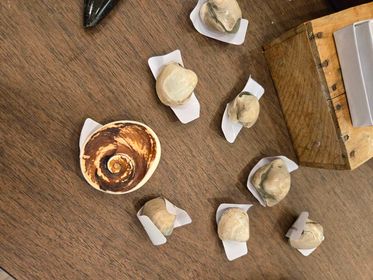 Fossilized Clams