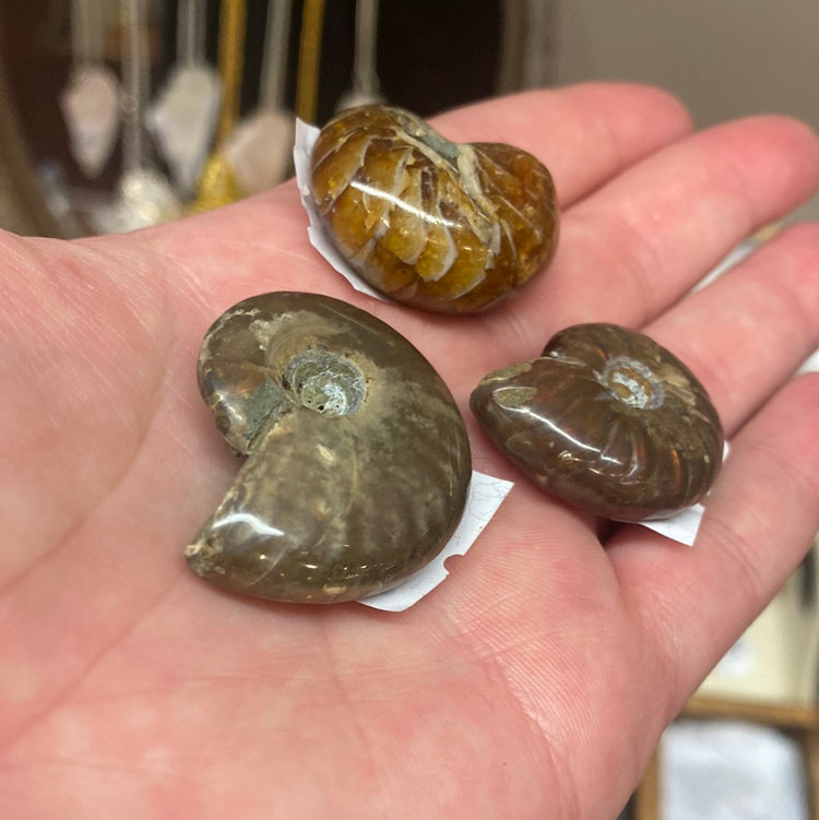 Whole Ammonites - Small