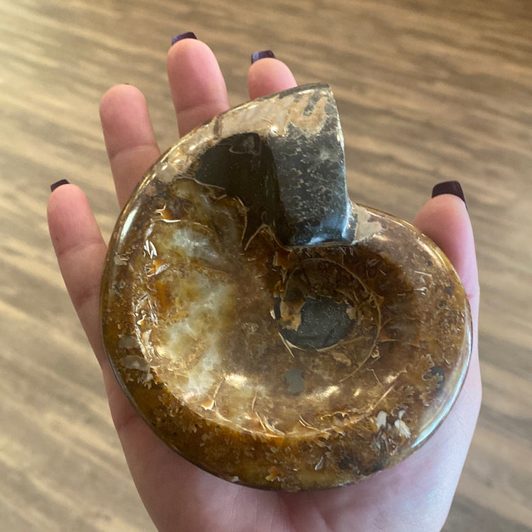 Ammonite - Bowl - Large