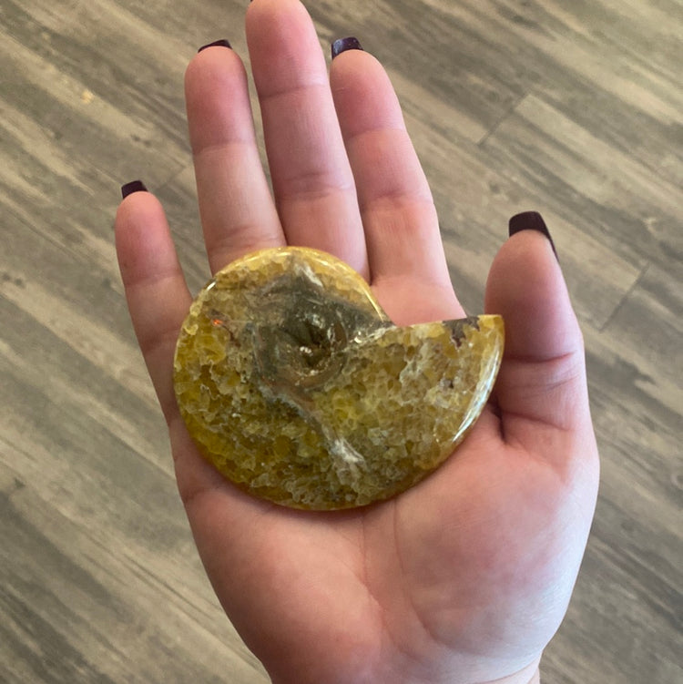 Ammonite - Whole- Large
