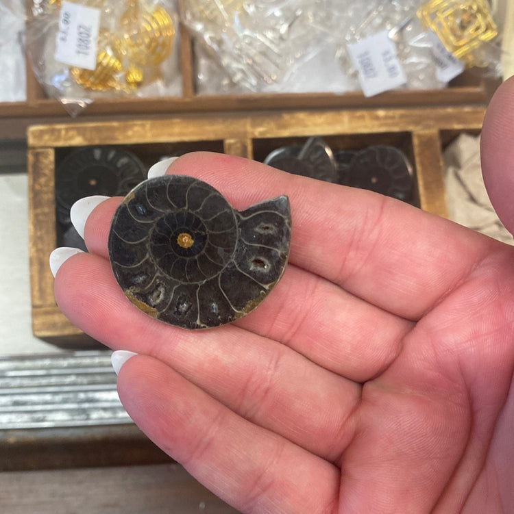 Small Ammonite - Halves