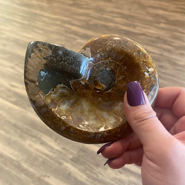Ammonite - Bowl - Large