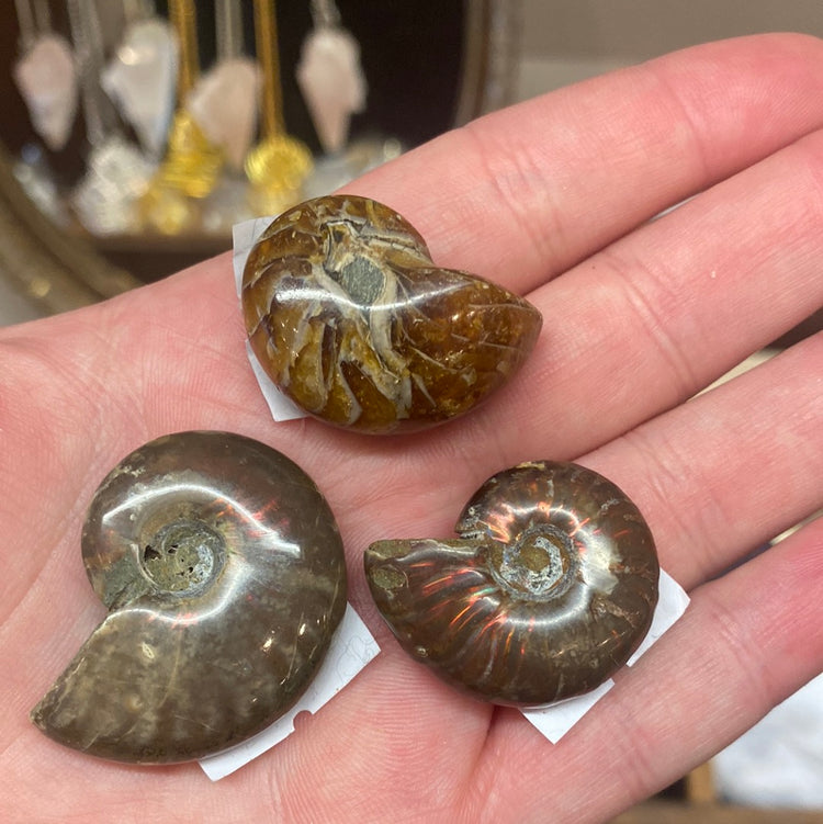Whole Ammonites - Small